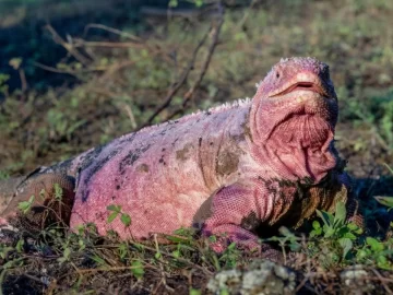 Hallan crías de iguana rosada en peligro de extinción en una de las islas Galápagos