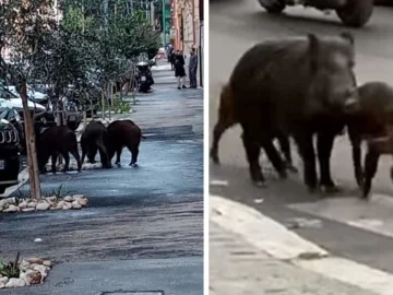 Volvieron los jabalíes a las ciudades de Italia y ahora autorizan cazarlos