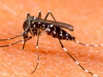 Se detectaron casos de dengue autóctono en Argentina: cómo se transmite la enfermedad y de qué manera prevenirla