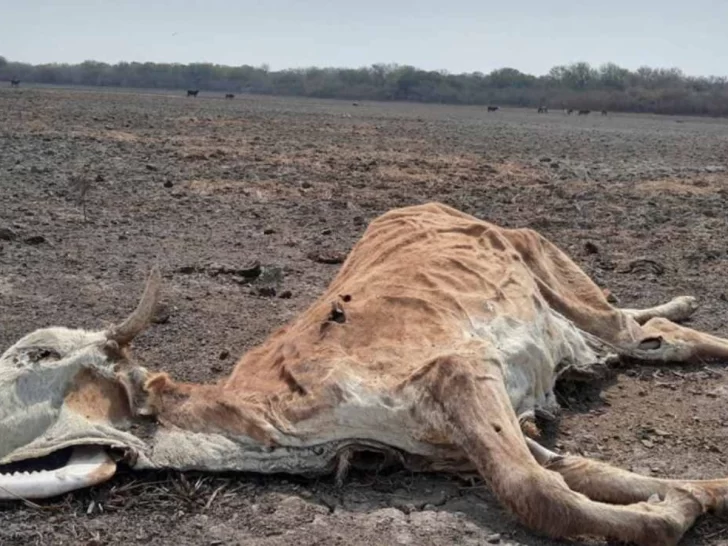 Tras reunirse con Massa por la sequía, la Mesa de Enlace pidió “soluciones ya” para la actividad agropecuaria