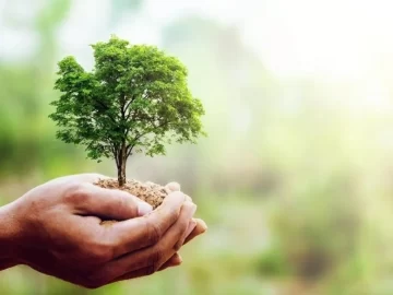 Día del Árbol: Consejos para preservarlos