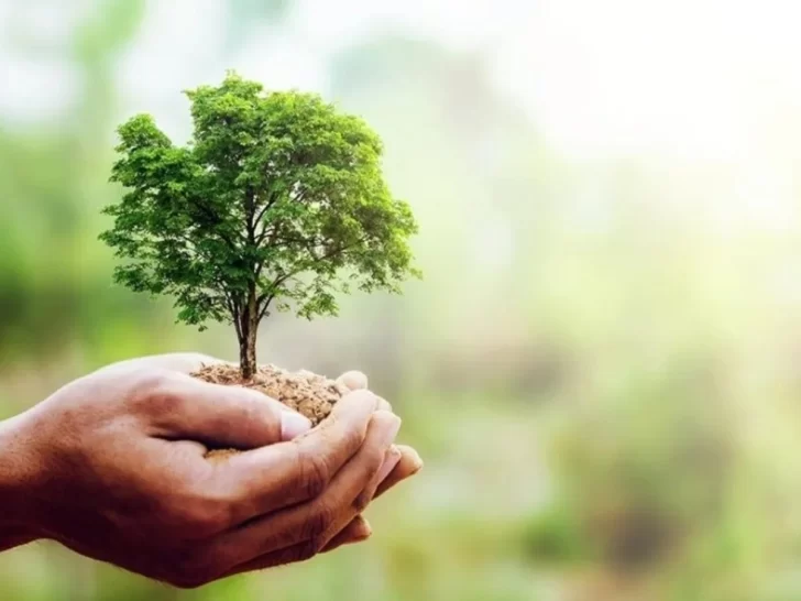 Día del Árbol: Consejos para preservarlos