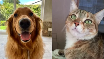 Día del Animal: por qué se celebra este martes en Argentina