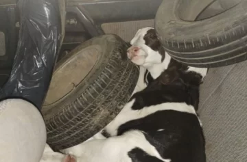 Sorprendieron a tres hombres con 8 terneros en el baúl de un auto en Santa Fe