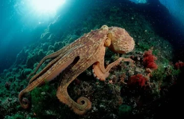 Un pulpo con nueve tentáculos sorprendió a científicos en Ibiza