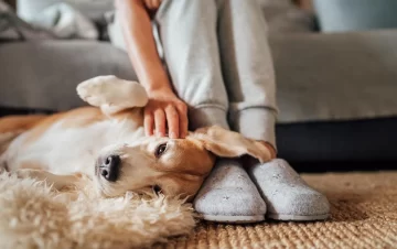 ¿Sos de acariciar todos los perros? Qué dice la psicología sobre este hábito