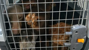Clausuraron un criadero clandestino con 30 perros en mal estado en Jesús María