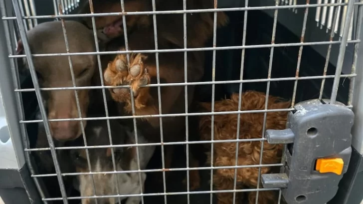 Clausuraron un criadero clandestino con 30 perros en mal estado en Jesús María