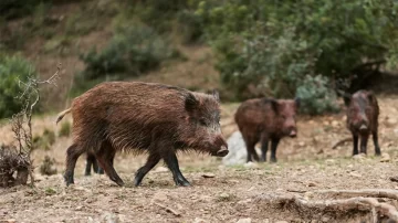 Alerta por especies invasoras: advierten que el cambio climático las potencia en Argentina