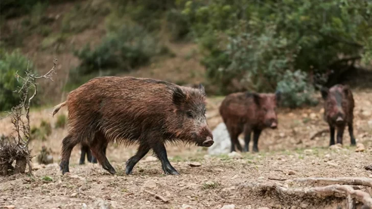 Alerta por especies invasoras: advierten que el cambio climático las potencia en Argentina