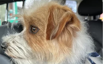 Brutal crimen de un perro de apoyo emocional: dolor y conmoción en Villa General Belgrano