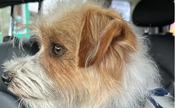Brutal crimen de un perro de apoyo emocional: dolor y conmoción en Villa General Belgrano
