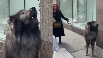 El perro gigante que aúlla como un lobo y causa sensación en Buenos Aires