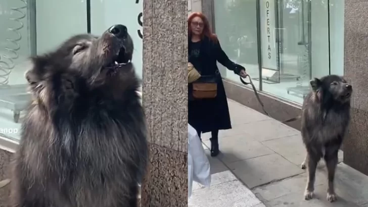 El perro gigante que aúlla como un lobo y causa sensación en Buenos Aires