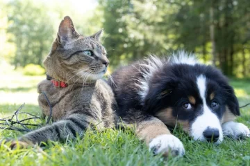 Castración gratuita para perros y gatos en Córdoba: cómo y dónde anotarse
