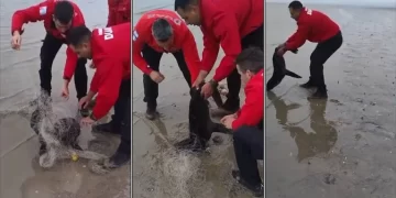 Bomberos cordobeses rescataron a un lobo marino enredado en San Clemente del Tuyú