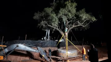 Se frenó la remoción del quebracho histórico en Villa Allende: la grúa se retiró tras la presión vecinal
