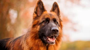 Tragedia en San Francisco: beba de un año murió tras ataque de perro ovejero alemán