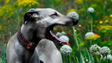 Alerta en Túnez: el sloughi, el perro veloz del desierto, lucha por su supervivencia