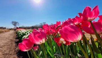 Un campo de tulipanes a menos de una hora de Córdoba que enamora con su color y merienda